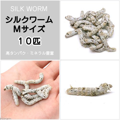シルクワーム　蚕　ご飯　粉末タイプ1000g （蚕の餌） Amazon | （生餌）シルクワーム（カイコ） Mサイズ（10匹） 活餌